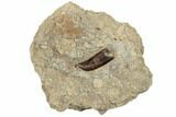 Rooted, Baby Tyrannosaur Tooth - Judith River Formation #189880-1